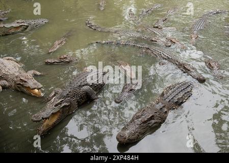 Mehrere Krokodile in einem Teich am Samphran Elephant Ground & Zoo in der Provinz Nakhon Pathom, 37 km von Bangkok entfernt am 3. August 2024 in Thailand. (Foto: Teera Noisakran/SIPA USA) Credit: SIPA USA/Alamy Live News Stockfoto