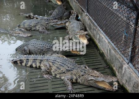 Mehrere Krokodile in einem Teich am Samphran Elephant Ground & Zoo in der Provinz Nakhon Pathom, 37 km von Bangkok entfernt am 3. August 2024 in Thailand. (Foto: Teera Noisakran/SIPA USA) Credit: SIPA USA/Alamy Live News Stockfoto