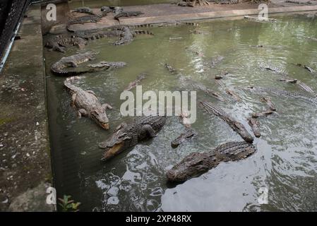 Mehrere Krokodile in einem Teich am Samphran Elephant Ground & Zoo in der Provinz Nakhon Pathom, 37 km von Bangkok entfernt am 3. August 2024 in Thailand. (Foto: Teera Noisakran/SIPA USA) Credit: SIPA USA/Alamy Live News Stockfoto