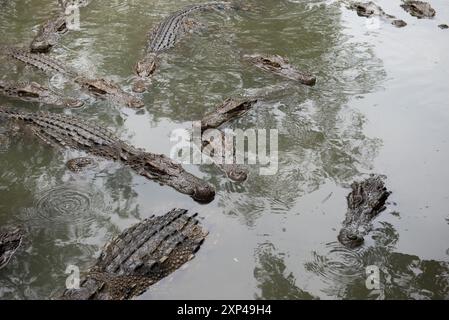 Mehrere Krokodile in einem Teich am Samphran Elephant Ground & Zoo in der Provinz Nakhon Pathom, 37 km von Bangkok entfernt am 3. August 2024 in Thailand. (Foto: Teera Noisakran/SIPA USA) Credit: SIPA USA/Alamy Live News Stockfoto