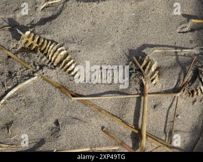 Channeled Whelk (Busycotypus canaliculatus) Mollusca Stockfoto