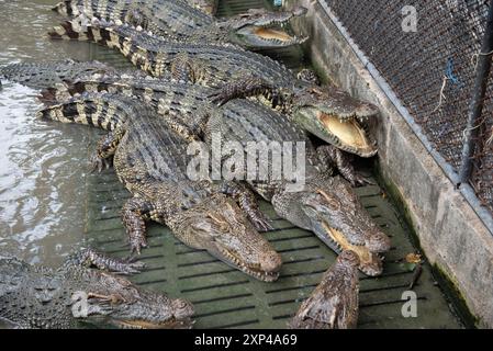 Mehrere Krokodile in einem Teich am Samphran Elephant Ground & Zoo in der Provinz Nakhon Pathom, 37 km von Bangkok entfernt am 3. August 2024 in Thailand. (Foto: Teera Noisakran/SIPA USA) Credit: SIPA USA/Alamy Live News Stockfoto