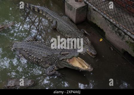 Mehrere Krokodile in einem Teich am Samphran Elephant Ground & Zoo in der Provinz Nakhon Pathom, 37 km von Bangkok entfernt am 3. August 2024 in Thailand. (Foto: Teera Noisakran/SIPA USA) Credit: SIPA USA/Alamy Live News Stockfoto