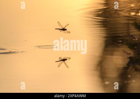 Eine Libelle legt ihre Eier, während sie über das Wasser eines Sumpfes fliegt. Bas Rhin, Elsass, Frankreich, Europa Stockfoto