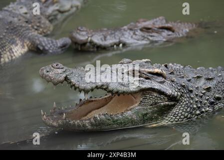 Mehrere Krokodile in einem Teich am Samphran Elephant Ground & Zoo in der Provinz Nakhon Pathom, 37 km von Bangkok entfernt am 3. August 2024 in Thailand. (Foto: Teera Noisakran/SIPA USA) Credit: SIPA USA/Alamy Live News Stockfoto