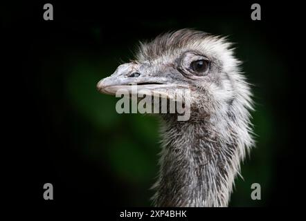 Ein Rhea-Vogel, Nahaufnahme Kopfschuss. Rheas, auch bekannt als ñandus oder südamerikanischer Strauß. Stockfoto