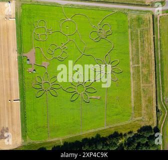 North Berwick, Schottland, Großbritannien. August 2024. Luftaufnahme eines Wanderwegs in Form eines Blumenmusters in einem Sonnenblumenfeld auf dem Balgone Estate nahe North Berwick in East Lothian. Die Öffentlichkeit kann das Anwesen ab dem 8. August besuchen, um die Sonnenblumen zu genießen. Iain Masterton/Alamy Live News Stockfoto