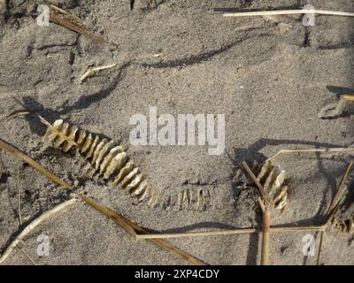 Channeled Whelk (Busycotypus canaliculatus) Mollusca Stockfoto