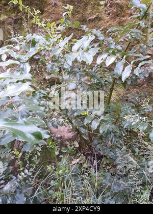 Baum Tutu (Coriaria arborea) Plantae Stockfoto