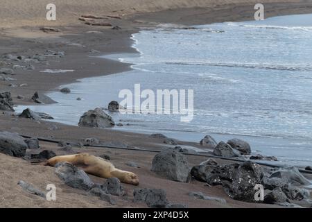 Ein einsamer Seelöwe ruht an einem felsigen Strand neben den sanften Wellen des Ozeans. Stockfoto