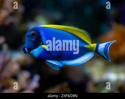 Powderblue Surgeonfish, Acanthurus leucosternon / Weißkehl-Doktorfisch Stockfoto