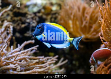 Powderblue Surgeonfish, Acanthurus leucosternon / Weißkehl-Doktorfisch Stockfoto