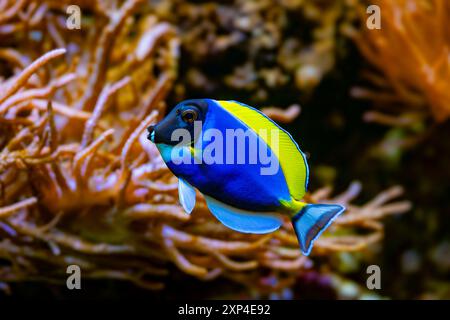 Powderblue Surgeonfish, Acanthurus leucosternon / Weißkehl-Doktorfisch Stockfoto