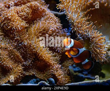 Ein gemeiner Anemonfisch (Amphiprion perideraion) Stockfoto