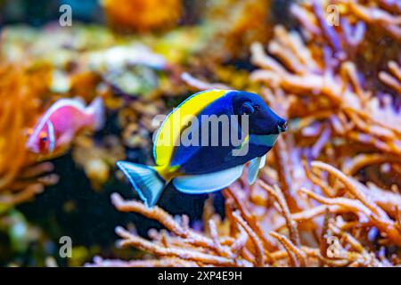 Powderblue Surgeonfish, Acanthurus leucosternon / Weißkehl-Doktorfisch Stockfoto