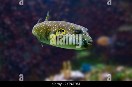 Weißfleckenpuffer, Weißtopf oder Stripedbelly Blowfish (Arothron hispidus). Seine Verbreitung erstreckt sich über den indopazifischen Raum Stockfoto