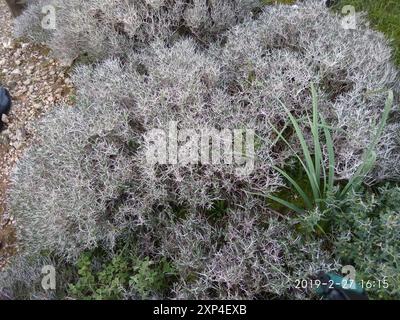 Spanischer Oregano (Thymbra capitata) Plantae Stockfoto