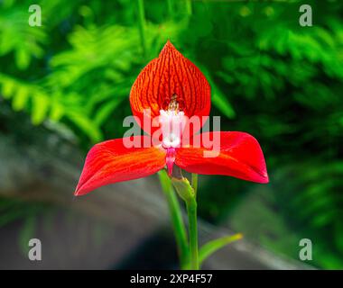 Disa uniflora ist eine Gattung blühender Pflanzen aus der Familie der Orchidaceae Stockfoto