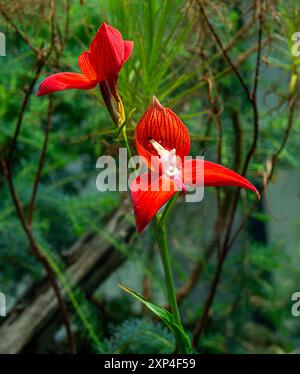 Disa uniflora ist eine Gattung blühender Pflanzen aus der Familie der Orchidaceae Stockfoto