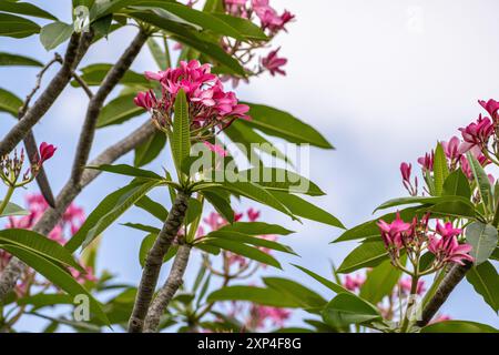 Pink Plumeria (auch bekannt als Frangipani) Baum in Lake Worth, Florida. (USA) Stockfoto