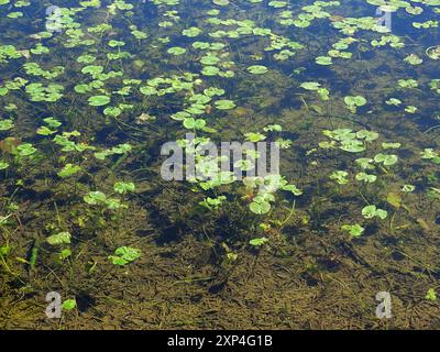 Die kleinste Seerose (Nuphar pumila) Plantae Stockfoto