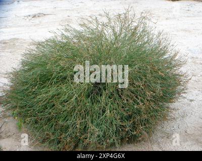 Schmalblättrige Stillingia (Stillingia linearifolia) Plantae Stockfoto