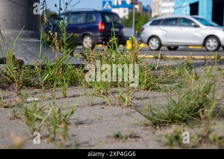 Ein Auto fährt derzeit eine breite Straße hinunter, mit üppigem grünem Gras am Straßenrand, was die Landschaft noch weiter verschönert Stockfoto