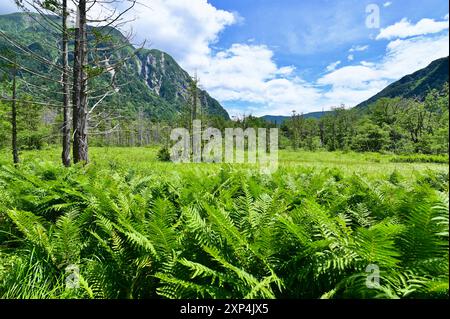 Üppige grüne Landschaft der Berge in Kamikochi und Farnblätter in der Präfektur Nagano, Japan Stockfoto