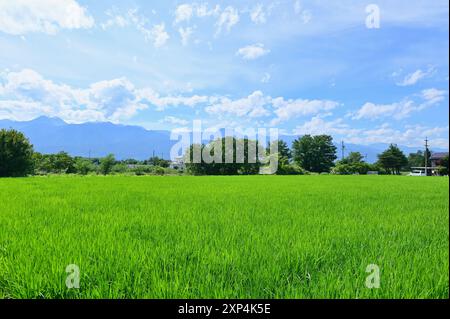 Reisfelder am Fuße der Japanischen Alpen in A, Präfektur Nagano Stockfoto