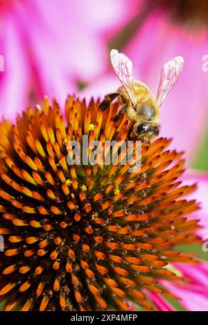 Makroaufnahme einer Biene auf einer großen Kegelblume Stockfoto