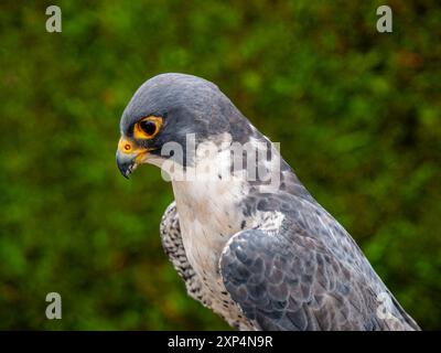 Peregrine Falcon. Nahaufnahme des männlichen Vogels. Wales, Großbritannien. Stockfoto