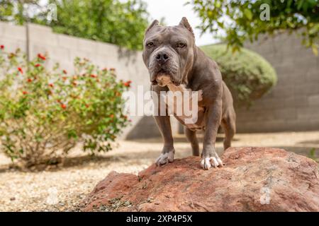 Grauer Pitbull-Hund, der auf einem Felsen steht, mit Sänkchen hängt, und posiert für ein natürliches Lichtportrait Stockfoto