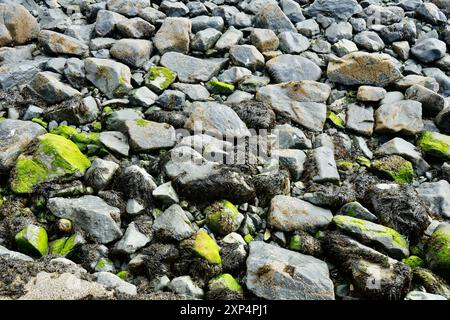 Felsen bedeckt mit Algen und Algen an einem kornischen Strand. Stockfoto