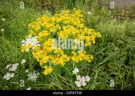 Giftige Wildblumen - Jakobs-Kreuzkraut am Wegesrand, Symbolfoto. Das Jakobs-Kreutkraut - auch Jakobs-Greiskraut genannt kommt überall in Deutschland - vor allem auf Wildflächen und am Wegesrand vor, ist eine heimische Pflanzenart und verbreitet sich in den vergangenen Jahren zunehmend. Gefährlich - weil giftig ist sie vor allem für Weidevieh. Auch im Winterfutter - auch im Heu oder in Silage bleibt sie weiter toxisch und führt je nach aufgenommener Menge zu schweren Leberschäden bis hin zum Verenden von Rindern und Pferden. Region Weser-Ems Niedersachsen Deutschland *** giftiger wildflo Stockfoto