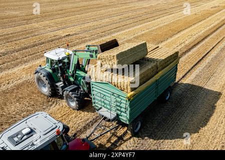 Strohernte - verladen und abfahren von quaderförmigen Strohballen mit Frontlader und Strohballen - Transportwagen, Luftbild. Gutes Stroh ist stark gefragt, als Einstreu z.B. in der Pferde - oder Schweinhaltung, als rohfaserreiches Grundfutter und Beschäftgungsmaterial und auch als Energieträger. Moderne Landtechnik und raumsparende Hochdruckballen - sowohl runde als auch eckige, gewährleisten heute eine schnelle und effiziente Strohernte. Landwirtschaftliches Symbolfoto. Region Weser-Ems Niedersachsen Deutschland *** Verladen und Transportieren von Vierkant-Strohballen mit Frontlader und Stroh Stockfoto