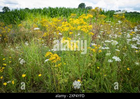 Giftige Wildblumen - Jakobs-Kreuzkraut im Seitenbereich einer Straße, Symbolfoto. Das Jakobs-Kreutkraut - auch Jakobs-Greiskraut genannt kommt überall in Deutschland - vor allem auf Wildflächen und am Wegesrand vor, ist eine heimische Pflanzenart und verbreitet sich in den vergangenen Jahren zunehmend. Gefährlich - weil giftig ist sie vor allem für Weidevieh. Auch im Winterfutter - auch im Heu oder in Silage bleibt sie weiter toxisch und führt je nach aufgenommener Menge zu schweren Leberschäden bis hin zum Verenden von Rindern und Pferden. Region Weser-Ems Niedersachsen Deutschland *** P Stockfoto