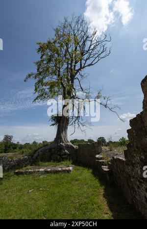 Ein einzelner blühender Baum wächst von der Spitze einer Ruine einer alten Abtei in Bayham, Kent, und verbindet Natur mit historischen Ruinen. Stockfoto