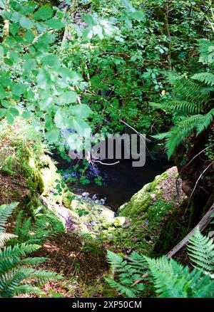 Ein Spaziergang entlang des Flusses Devon an der Rumbling Bridge in Perth & Kinross, Schottland Stockfoto