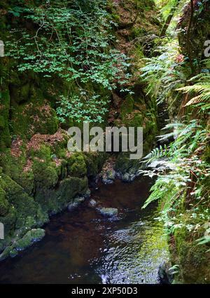 Ein Spaziergang entlang des Flusses Devon an der Rumbling Bridge in Perth & Kinross, Schottland Stockfoto