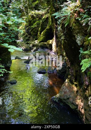 Ein Spaziergang entlang des Flusses Devon an der Rumbling Bridge in Perth & Kinross, Schottland Stockfoto