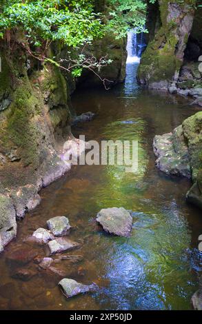 Ein Spaziergang entlang des Flusses Devon an der Rumbling Bridge in Perth & Kinross, Schottland Stockfoto