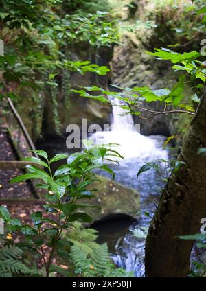 Ein Spaziergang entlang des Flusses Devon an der Rumbling Bridge in Perth & Kinross, Schottland Stockfoto