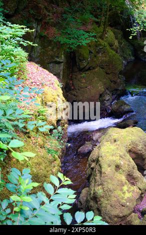 Ein Spaziergang entlang des Flusses Devon an der Rumbling Bridge in Perth & Kinross, Schottland Stockfoto
