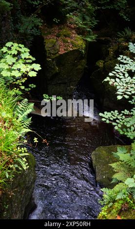 Ein Spaziergang entlang des Flusses Devon an der Rumbling Bridge in Perth & Kinross, Schottland Stockfoto