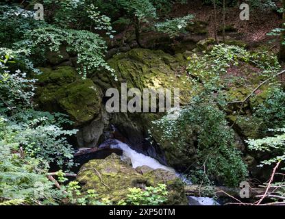 Ein Spaziergang entlang des Flusses Devon an der Rumbling Bridge in Perth & Kinross, Schottland Stockfoto
