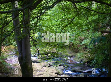 Ein Spaziergang entlang des Flusses Devon an der Rumbling Bridge in Perth & Kinross, Schottland Stockfoto