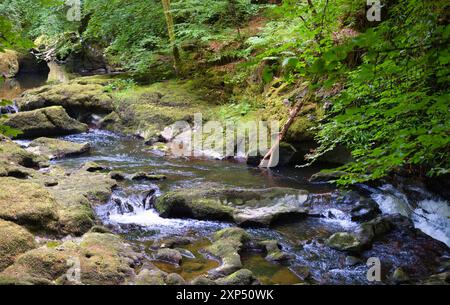 Ein Spaziergang entlang des Flusses Devon an der Rumbling Bridge in Perth & Kinross, Schottland Stockfoto