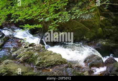 Ein Spaziergang entlang des Flusses Devon an der Rumbling Bridge in Perth & Kinross, Schottland Stockfoto