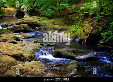 Ein Spaziergang entlang des Flusses Devon an der Rumbling Bridge in Perth & Kinross, Schottland Stockfoto