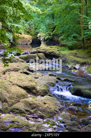 Ein Spaziergang entlang des Flusses Devon an der Rumbling Bridge in Perth & Kinross, Schottland Stockfoto